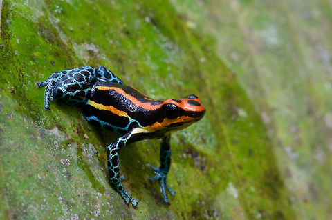 A tiny Amazon Dart Frog (Ranitomeya amazonica) perched on a leaf in Iquitos, Peru This beautiful little frog was found on the grounds of the Iquitos Zoo. Frog,Geotagged,Peru,Poison dart frog,Ranitomeya amazonica,Summer