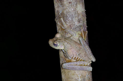A Rosenberg's Gladiator Tree Frog perched on a thin tree in Gamboa, Panama I found this large tree frog along Pipeline Road, a world famous birding hotspot near the Panama Canal. Frog,Geotagged,Hypsiboas rosenbergi,Panama,Winter