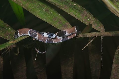 Ornate Snail-eating Snake