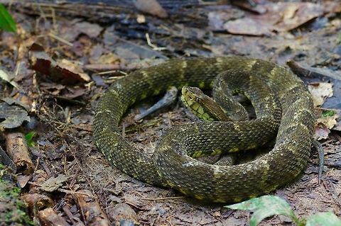 A South American Fer-de-Lance (Bothrops atrox) on the forest floor in the Amazon basin in Peru This snake was near a stream when it was sighted. It slithered quickly to the water and swam downstream very quickly for a few minutes before pulling over into a mud cave on the stream's edge. It was wrangled out of there with tongs and positioned nearby on the trail for photographs before being released. Bothrops atrox,Geotagged,Peru,Summer