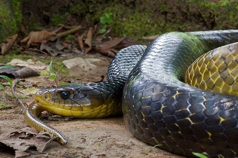 Yellow-tailed Indigo Snake