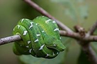 An Emerald Tree Boa (Corallus batesii) coiled on a thin branch in the Amazon basin in Peru This boa had been found the previous night near our field station, about twenty feet up in the canopy. It was captured and held for a day so we could get better photographs, then released where it was found. Amazon Basin Emerald Tree Boa,Corallus batesii,Geotagged,Peru,Summer