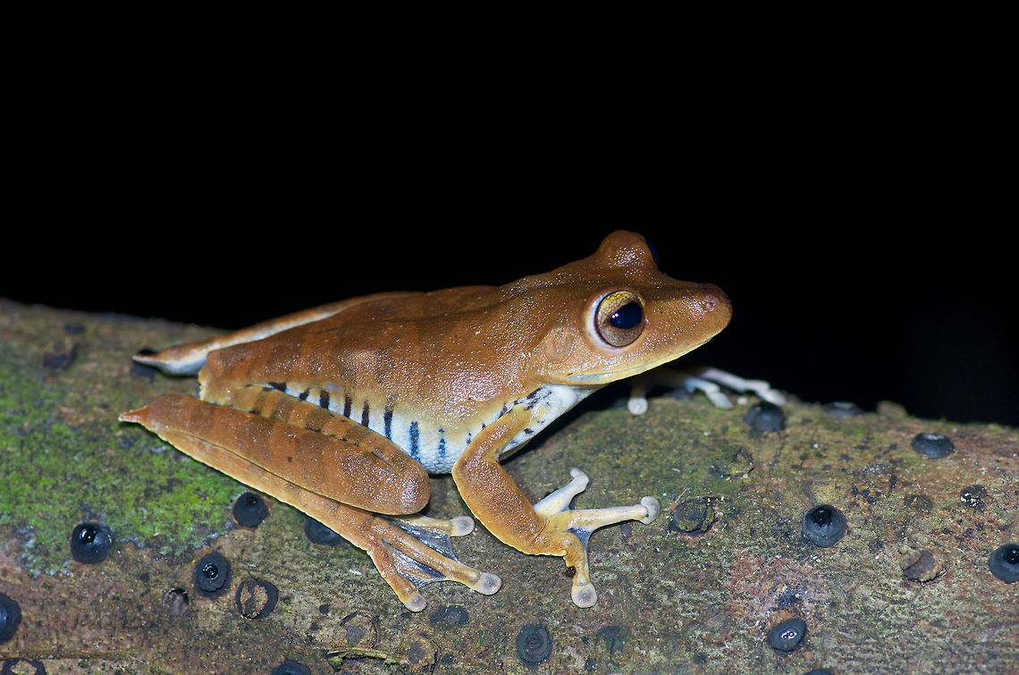A Convict Treefrog (Hypsiboas calcaratus) showing off its prisoner stripes. The scientific name of this species is based on the large spines on the heels, which are called "calcars". The English name is based on the light-and-dark stripes on the flanks, which reminded someone of prisoner clothing. Geotagged,Hypsiboas calcaratus,Peru,Summer