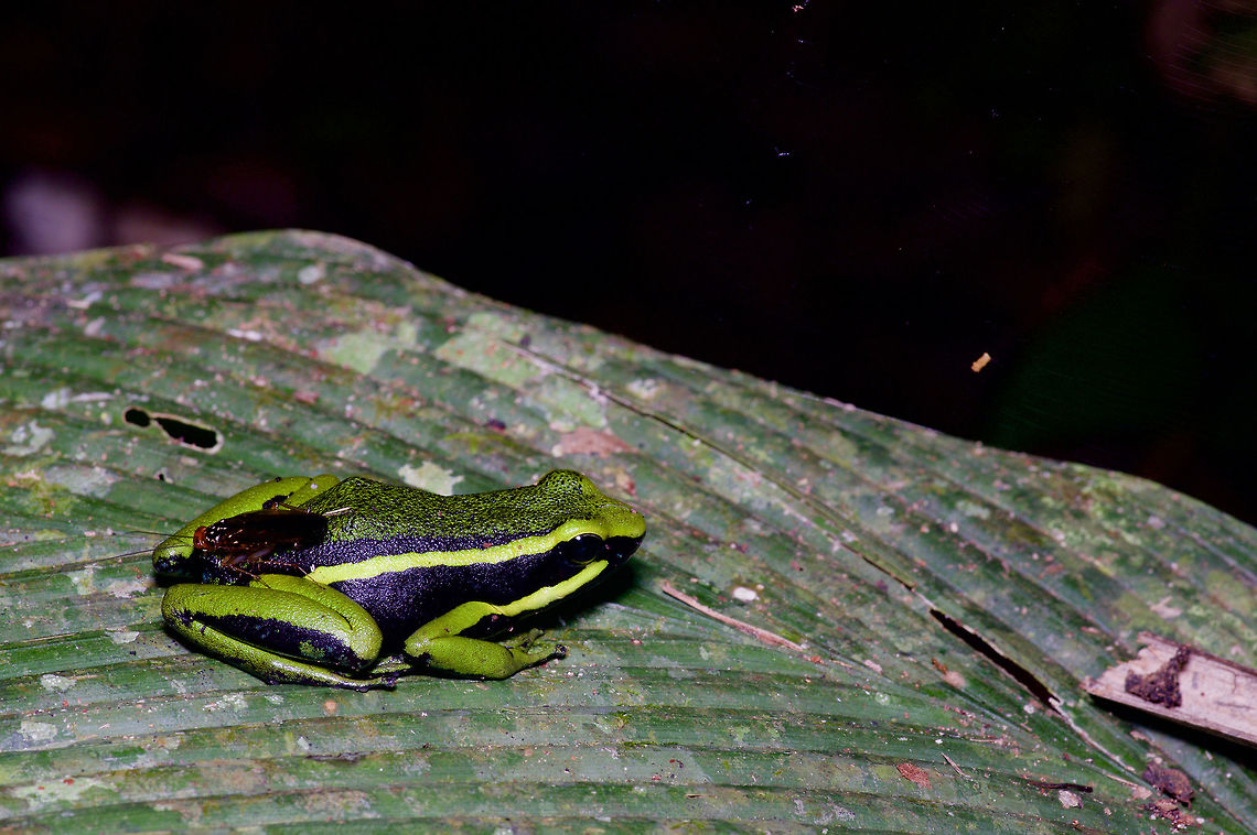 Three-striped Poison Frog (Ameerega trivittata/trivittatus) with hitchhiker in Peruvian Amazonia I took two photos of this frog a few seconds apart, and the cockroach appeared somewhere between the first and second photos. Ameerega trivittatus,Geotagged,Herp,Peru,Summer