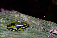 Three-striped Poison Frog (Ameerega trivittata/trivittatus) with hitchhiker in Peruvian Amazonia I took two photos of this frog a few seconds apart, and the cockroach appeared somewhere between the first and second photos. Ameerega trivittatus,Geotagged,Herp,Peru,Summer