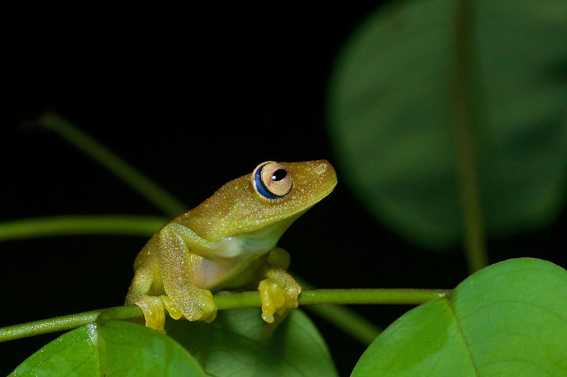 A Rough-skinned Green Treefrog (Hypsiboas cinerascens) stares philosophically into the distance It turned out that this healthy adult frog had only one eye. The scar where the other eye should be was healed long ago. Geotagged,Hypsiboas cinerascens,Peru,Summer
