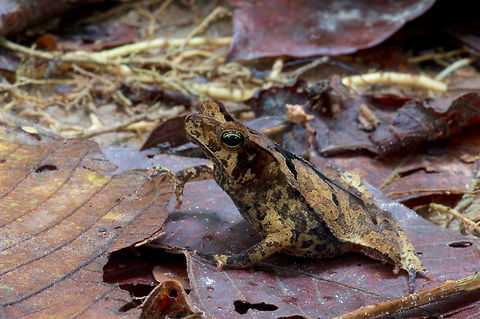 A South American toad (Rhinella "margaritifera") hiding in the leaf litter in Peruvian Amazonia Rhinella "margaritifera" is a species complex that contains toads with a wide variety of appearances. Some of them have large crests and spines, some of them are mostly smooth, and they come in a variety of colors and patterns. This is a nice example of the leaf-litter camouflage pattern. Geotagged,Peru,Rhinella margaritifera,South American Common Toad,Summer