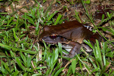 A Smoky Jungle Frog (Leptodactylus pentadactylus) lurking in the grass in Peruvian Amazonia This huge frog was in the grassy clearing of our field station near the Amazon river. Geotagged,Leptodactylus pentadactylus,Peru,Smoky Jungle Frog,Summer