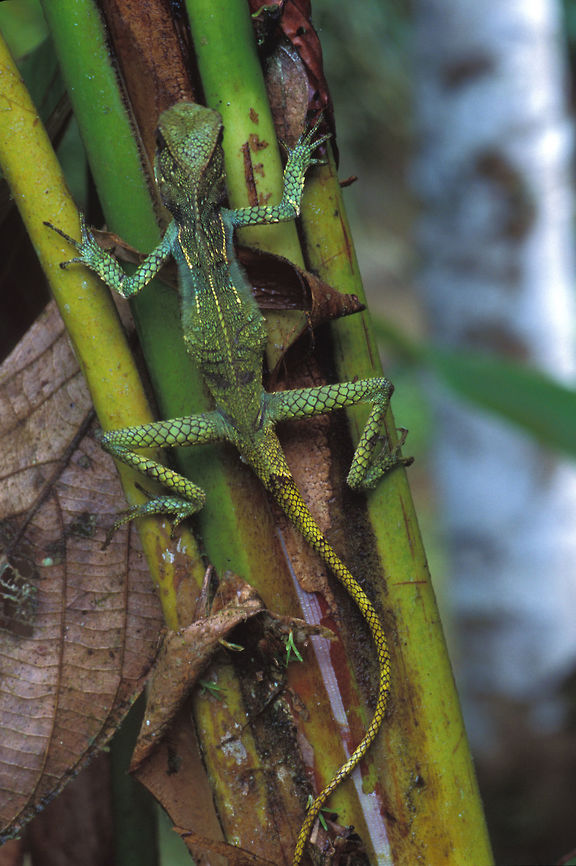 A Helmeted Basilisk clinging to a vertical branch in Golfito, Costa Rica These lizards are known locally as "Old Man Lizards" because of their habit of staying perfectly still, relying on their camouflage rather than their speed. (Which is good, as they do not have speed.) Corytophanes cristatus,Costa Rica,Fall,Geotagged,Helmeted iguana