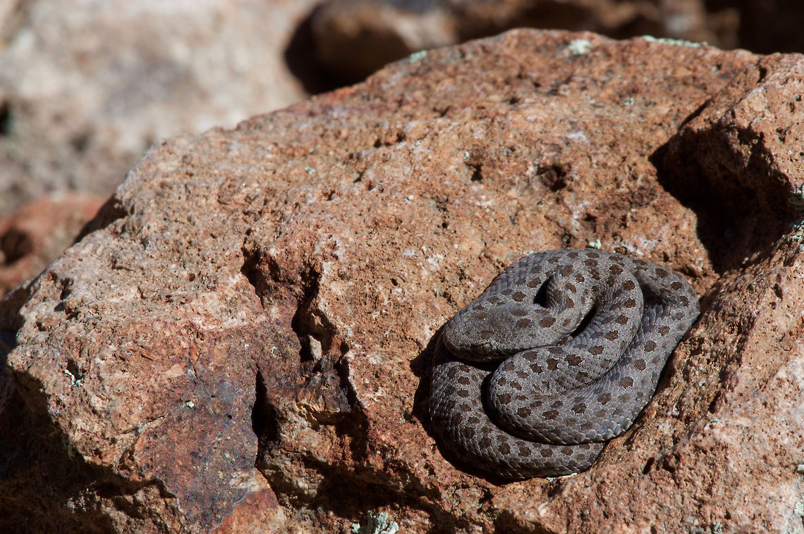 A neonate Twin-spotted Rattlesnake (Crotalus pricei) basking in the morning sun These rattlesnakes are small even when fully grown, but this tiny baby couldn&#039;t have been more than about four inches long. Crotalus pricei,Geotagged,Summer,United States