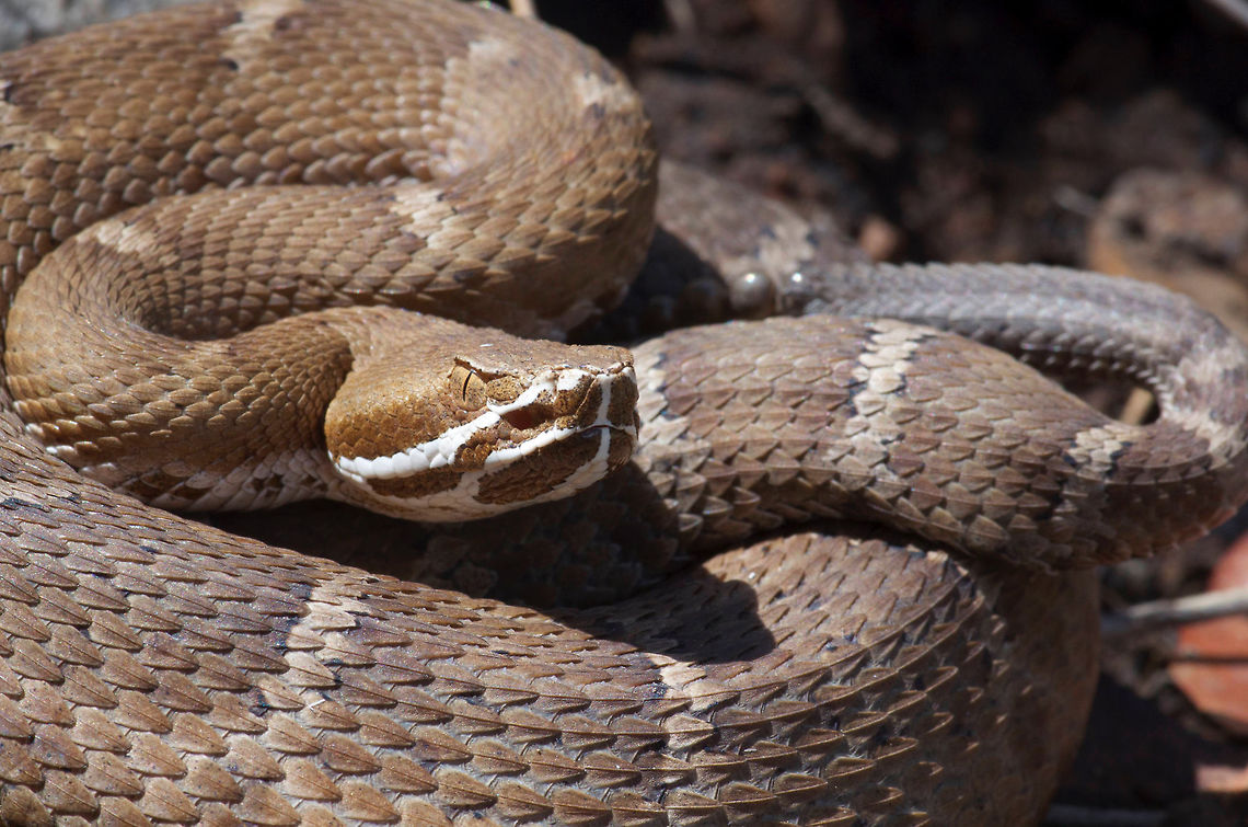 A coiled and unhappy Ridge-nosed Rattlesnake This snake was very fat, probably a gravid female. Crotalus willardi,Geotagged,Summer,United States
