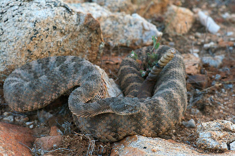 A Tiger Rattlesnake blending in with its surrounding rocks near Tucson, Arizona  Crotalus tigris,Geotagged,Summer,United States