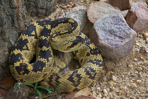 Western Black-tailed Rattlesnake