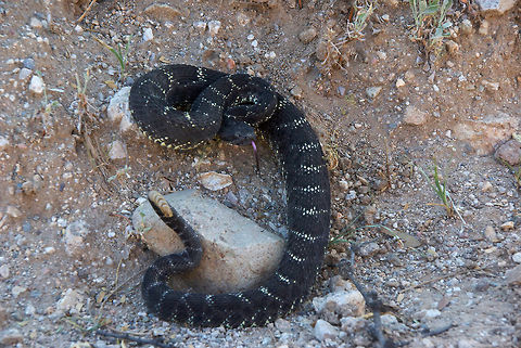 An Arizona Black Rattlesnake in a defensive posture This rattlesnake was up against the roadside berm, warning some people who had spotted it earlier not to get any closer. Arizona Black Rattlesnake,Crotalus cerberus,Geotagged,Summer