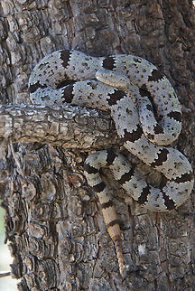 A Banded Rock Rattlesnake perched on a small branch a foot or so above the ground  Banded Rock Rattlesnake,Crotalus lepidus klauberi,Geotagged,Summer