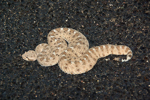 Sonoran Desert Sidewinder