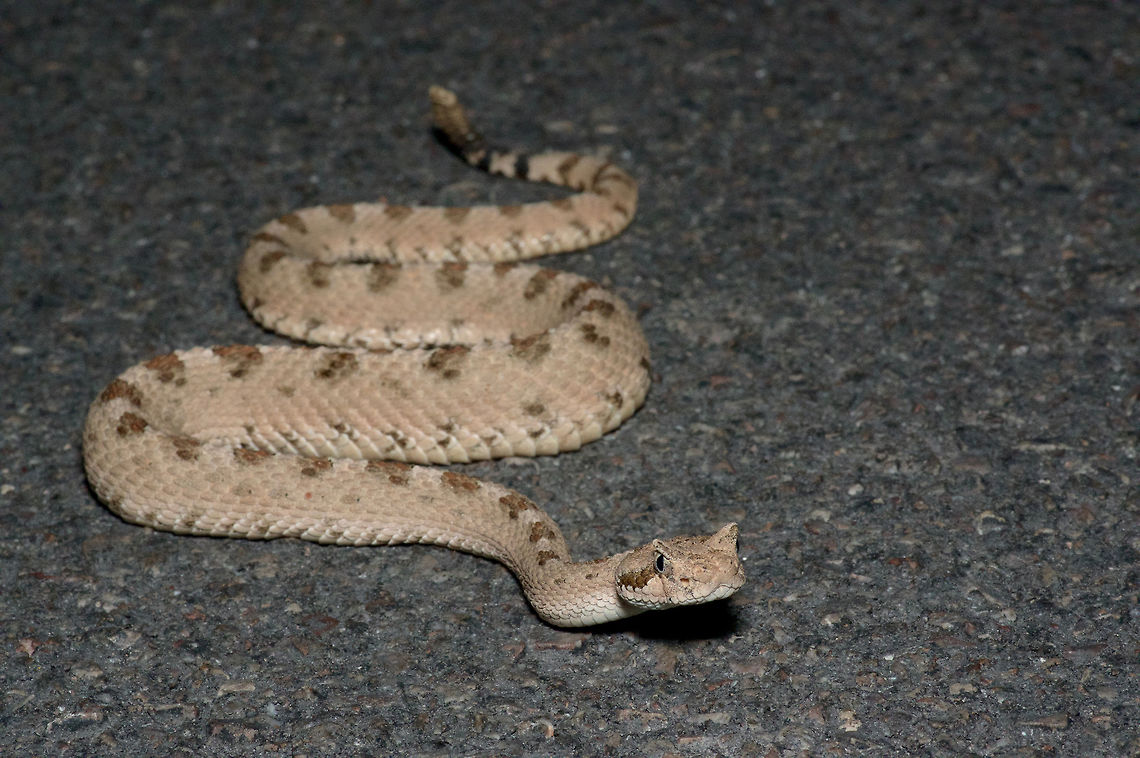 A Mojave Desert Sidewinder on a road at night  Crotalus cerastes cerastes,Geotagged,Mojave Desert Sidewinder,Spring,United States