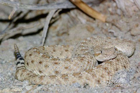 A Colorado Desert Sidewinder hunkered down in the sand I walked past this and two others in a span of about twenty minutes. At least, those three rattled at me. Maybe I walked past more that didn't rattle. Colorado Desert sidewinder,Crotalus cerastes laterorepens,Geotagged,Summer,United States