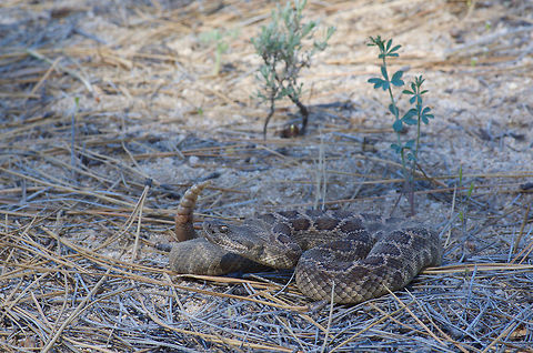 A Southern Pacific Rattlesnake on sandy ground in San Pedro Martir, Baja California This snake was slithering across a dirt road when we saw it. We pulled over and got out for photos, and it coiled up and started rattling to warn us to keep our distance. Crotalus oreganus helleri,Geotagged,Mexico,Spring