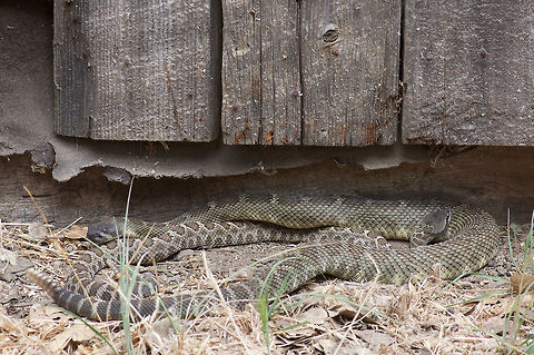 A flirting pair of Northern Pacific Rattlesnakes The larger snake is a male. The smaller one is a female. The male was crawling very slowly over the female, periodically jerking his head. Crotalus oreganus oreganus,Geotagged,Northern Pacific Rattlesnake,Summer,United States