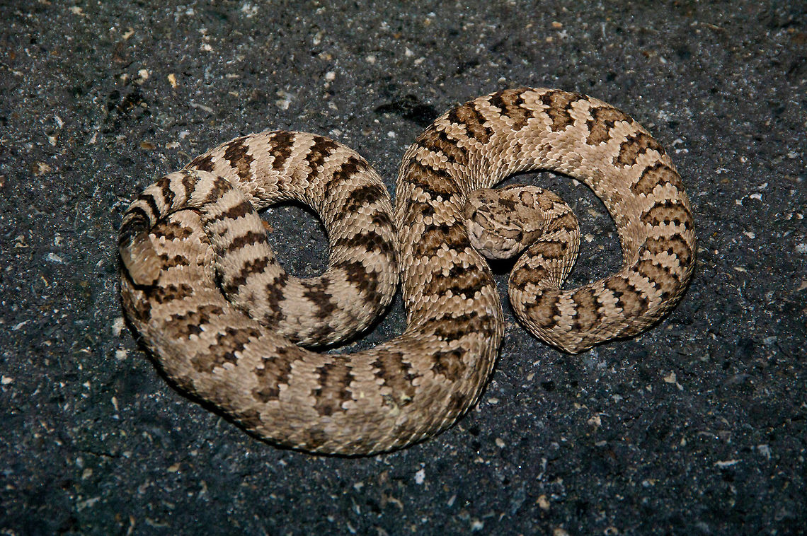 A Great Basin Rattlesnake coiled up on a road at night I drove for a few hours from Mono Lake into the desert and back on a warm July night looking for herps on the road. This rattlesnake was the only one I saw. Crotalus oreganus lutosus,Geotagged,Summer,United States