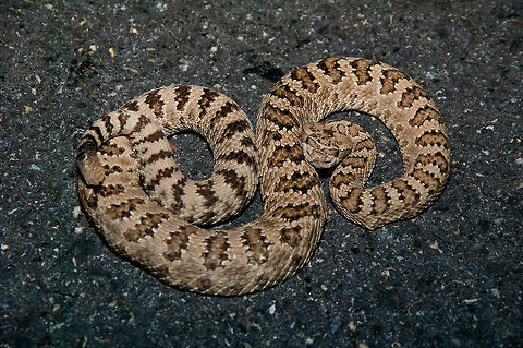 A Great Basin Rattlesnake coiled up on a road at night I drove for a few hours from Mono Lake into the desert and back on a warm July night looking for herps on the road. This rattlesnake was the only one I saw. Crotalus oreganus lutosus,Geotagged,Summer,United States