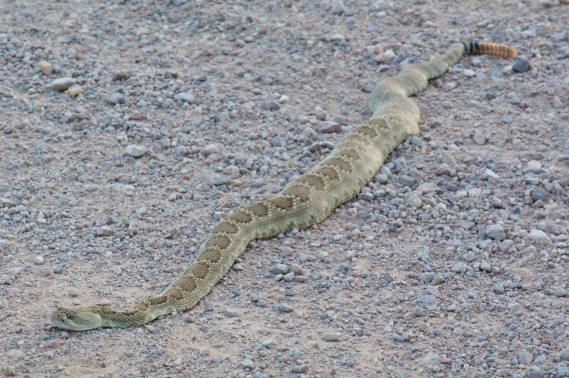 A Mohave Rattlesnake extracting late-afternoon warmth from a gravel road  Crotalus scutulatus,Geotagged,Summer,United States