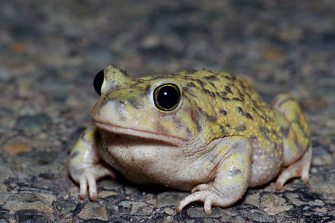 A fat and happy Couch's Spadefoot on a road at night near Animas, New Mexico These charming toads are easily found on the roads at night during the late summer monsoon season in SE Arizona and SW New Mexico. Couch's spadefoot toad,Geotagged,Scaphiopus couchii,Summer,United States