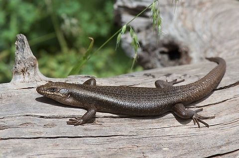 A Tree Skink (Egernia striolata) on a horizontal tree A big fat happy adult, basking in the sun. Australia,Egernia striolata,Geotagged,Spring,Tree Skink