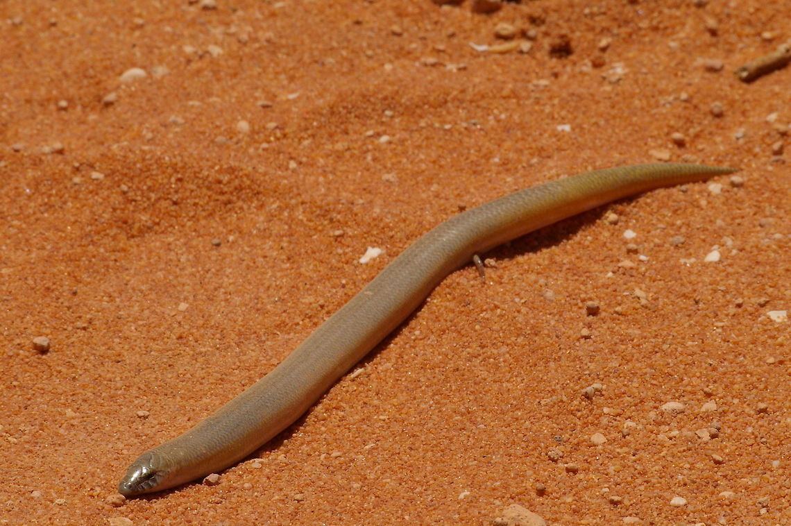 Line-spotted Robust Slider (Lerista lineopunctulata) I found this extremely squirmy lizard under a log in the beautiful red sand of western Australia. Australia,Geotagged,Lerista lineopunctulata,Line-spotted Robust Slider,Spring