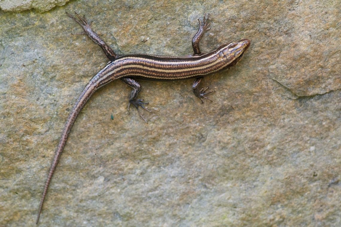 A Common Five-lined Skink doing its best gecko impression This skink was hanging onto the vertical surface of a stone retaining wall, rather dramatically. Geotagged,Plestiodon fasciatus,Spring,United States