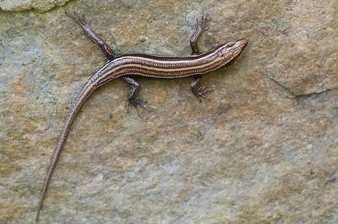 A Common Five-lined Skink doing its best gecko impression This skink was hanging onto the vertical surface of a stone retaining wall, rather dramatically. Geotagged,Plestiodon fasciatus,Spring,United States