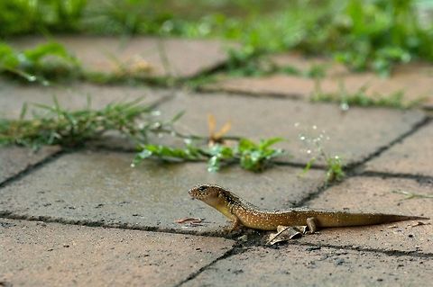 An Orange-sided Bar-lipped Skink encounters a worm After a dry hot afternoon, some long-overdue rain began to fall. Within ten minutes, several of these skinks popped up and started gobbling small worms and other bugs that the rain brought out. Australia,Eremiascincus douglasi,Geotagged,Orange-sided Bar-lipped Skink,Spring
