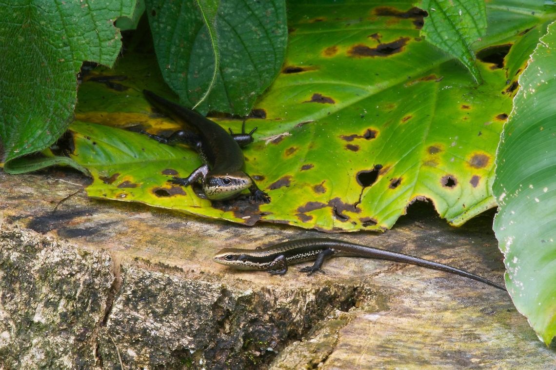A pair of South American Spotted Skinks (Copeoglossum nigropunctatum) I think the smaller skink is a juvenile rather than the opposite sex, so I think this shows communal basking rather than a bonded pair. Copeoglossum nigropunctatum,Geotagged,Peru,South American Spotted Skink,Summer