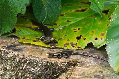 A pair of South American Spotted Skinks (Copeoglossum nigropunctatum) I think the smaller skink is a juvenile rather than the opposite sex, so I think this shows communal basking rather than a bonded pair. Copeoglossum nigropunctatum,Geotagged,Peru,South American Spotted Skink,Summer