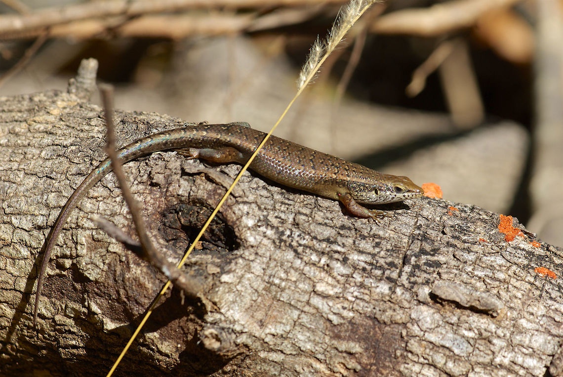 A Madagascar West Coast Skink (Trachylepis tandrefana) basking on a log I photographed several of these skinks in the Anjajavy reserve, only to discover that no matching species was known from this area according to the Glaw &amp; Vences field guide (3rd edition, 2007). Some exchanges with Madagascar herp experts led me to the understanding that the skinks were most likely Trachylepis tandrefana, making my observations a signficant range extension. Fall,Geotagged,Madagascar,Madagascar West Coast Skink,Trachylepis tandrefana