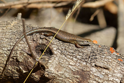 A Madagascar West Coast Skink (Trachylepis tandrefana) basking on a log I photographed several of these skinks in the Anjajavy reserve, only to discover that no matching species was known from this area according to the Glaw & Vences field guide (3rd edition, 2007). Some exchanges with Madagascar herp experts led me to the understanding that the skinks were most likely Trachylepis tandrefana, making my observations a signficant range extension. Fall,Geotagged,Madagascar,Madagascar West Coast Skink,Trachylepis tandrefana