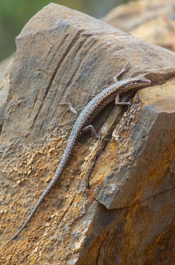 A tiny skink gives me the stink-eye This little guy was no more than three inches long, including its tail, but it could still give me a dirty look and disappear in a flash into a rock crevice. I spotted it just as the morning was warming up, so it was still cool enough to hold its position for a couple of minutes as I set up and took photos. Australia,Cryptoblepharus australis,Geotagged,Inland snake-eyed skink,Spring