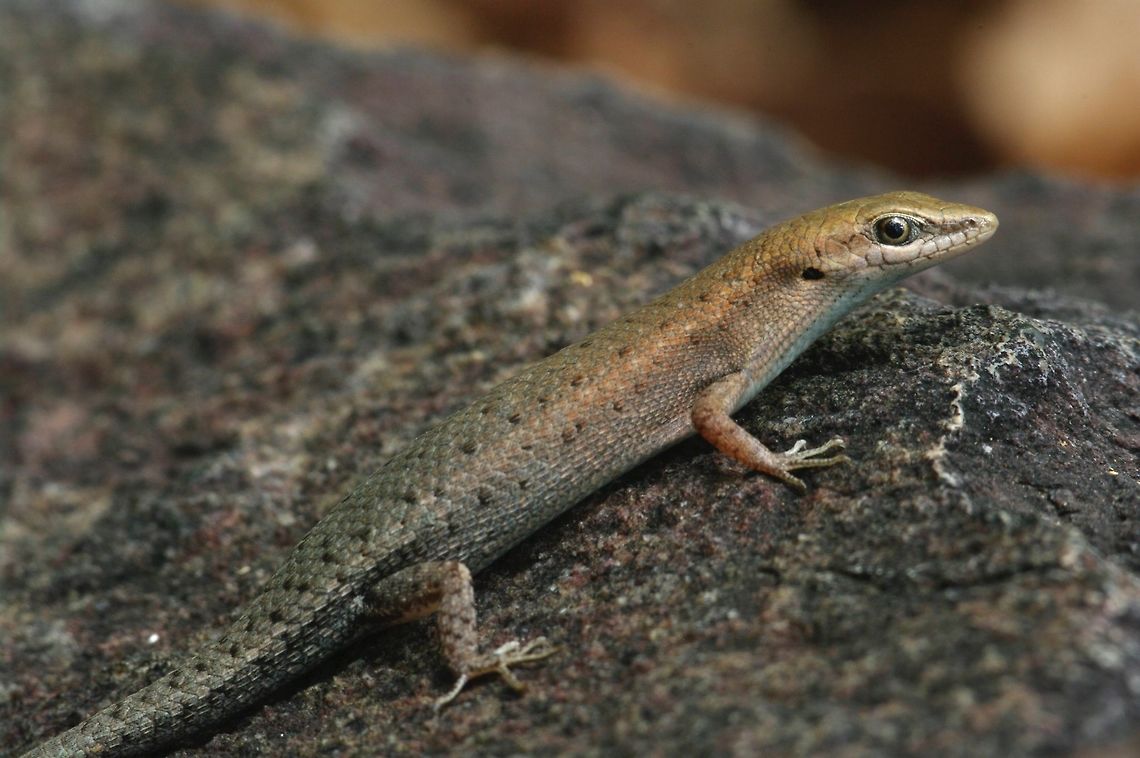 A brave little skink poses for its close-up I saw plenty of these little guys clambering over rock piles, but most of them skittered off before I could get near. This one let me approach quite closely. Australia,Carlia amax,Geotagged,Spring,Two-spined Rainbow Skink