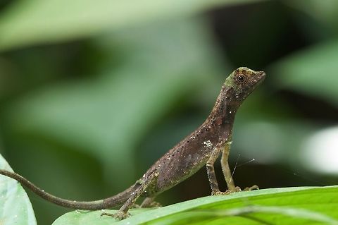 A Dusky Earless Agama standing proud I saw many of these lizards while in Malaysia, but this is the only individual I saw during the day. All of the others were sleeping in vegetation at night. Partly this is because they are easier to notice at night, and partly this is because I spent more time at night looking for animals than during the day. Aphaniotis fusca,Dusky Earless Agama,Geotagged,Malaysia,Winter