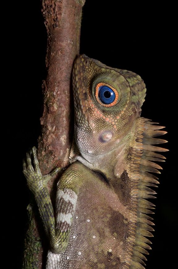 Gonocephalus liogaster showing off its baby blues I saw quite a few of these lizards on the Santubong peninsula, all of them sleeping at night. The adults were vertically clutching saplings as in this photo. The youngsters were more often horizontally draped across twigs. Blue-eyed Angle-headed Dragon,Geotagged,Gonocephalus liogaster,Malaysia,Winter