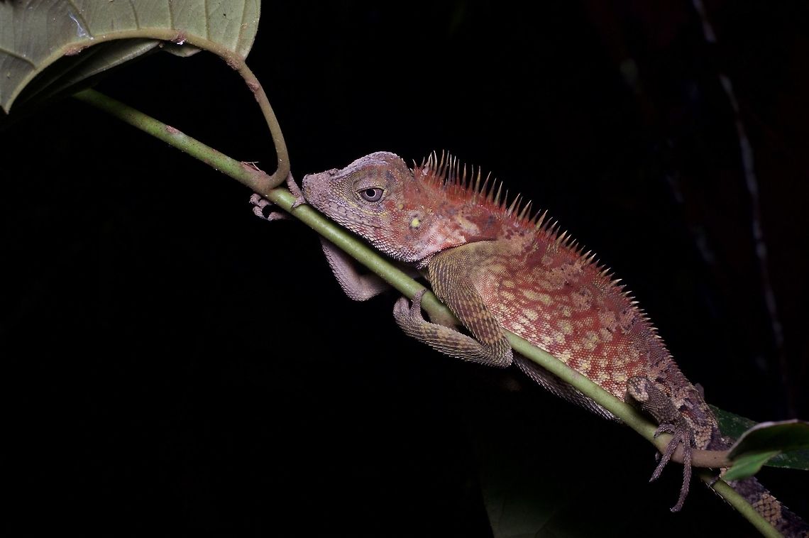 Grumpy tired Bell's Angle-headed Dragon He does not seem at all happy about having his picture taken. Bell's Angle-headed Dragon,Geotagged,Gonocephalus bellii,Malaysia,Winter