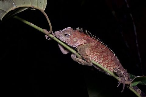 Grumpy tired Bell's Angle-headed Dragon He does not seem at all happy about having his picture taken. Bell's Angle-headed Dragon,Geotagged,Gonocephalus bellii,Malaysia,Winter
