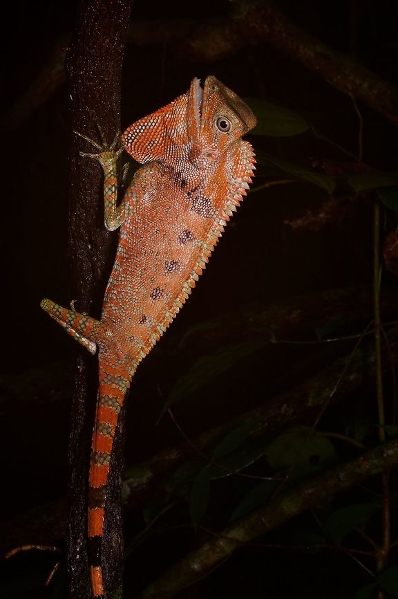 A very poorly camouflaged Doria's Angle-headed Dragon Most of these lizards are bright green, where they at least have a chance of blending in with the rainforest foliage. But they occasionally change to partly orange or bright orange like this one. The color made this stand out like a beacon when I was looking for animals at night. Dorias angle-headed lizard,Geotagged,Gonocephalus doriae,Malaysia,Winter
