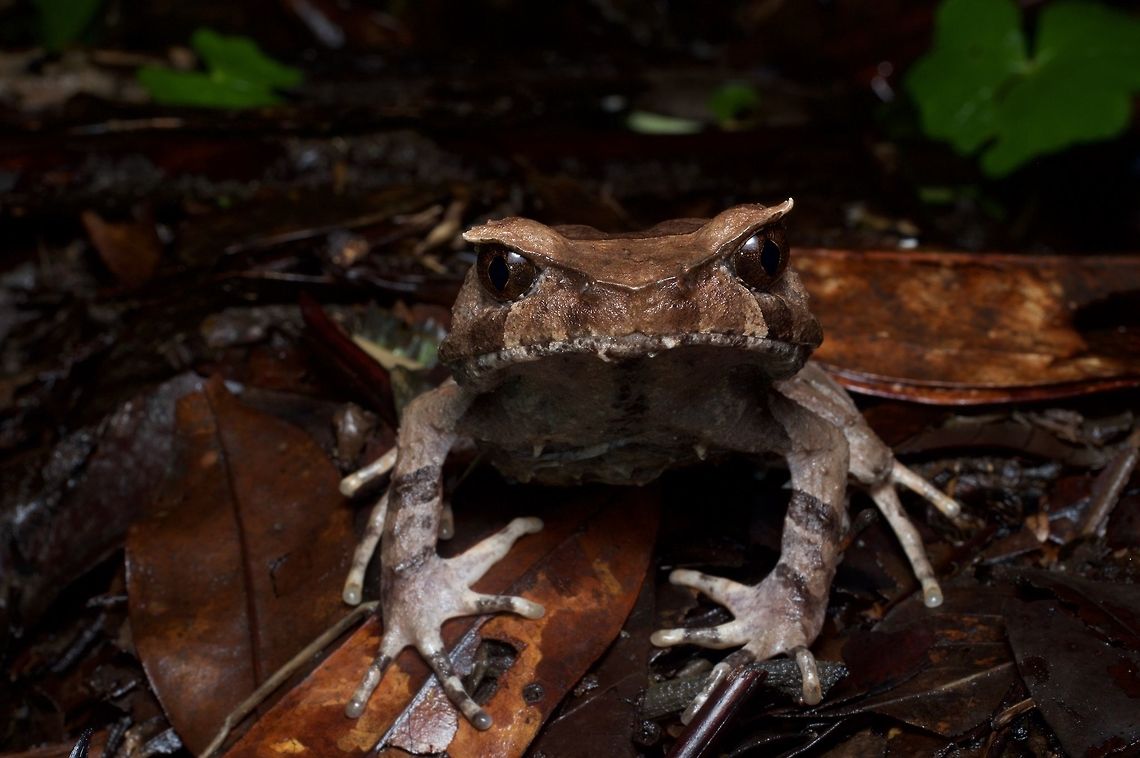 "You looking at me?" Despite its oh-so-angry appearance, this frog just relied on its camouflage to such an extent that I could take photos from a couple of inches away and it never even twitched. Geotagged,Malaysia,Perak horned toad,Winter,Xenophrys aceras
