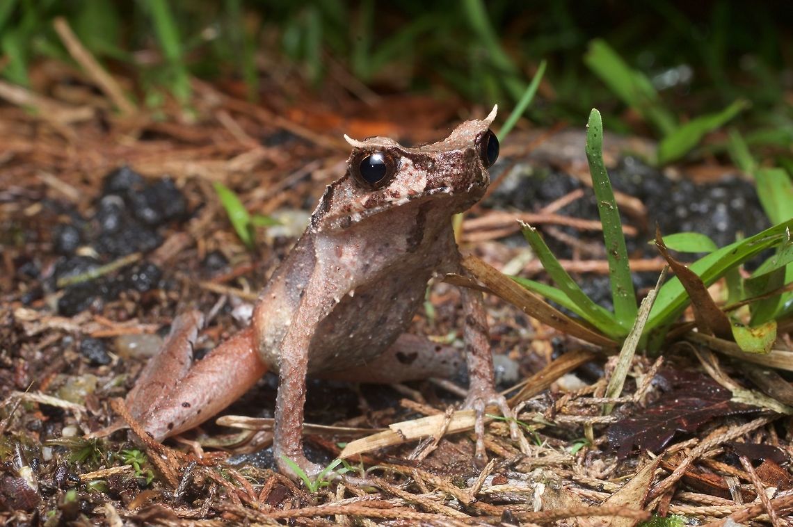 A Slender-legged Horned Frog standing high This is the ambush position for this species (and many of its relatives). They sit camouflaged in the leaf litter, perfectly still, waiting for a tasty bug to wander nearby. Geotagged,Malaysia,Winter,Xenophrys longipes