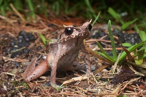 A Slender-legged Horned Frog standing high This is the ambush position for this species (and many of its relatives). They sit camouflaged in the leaf litter, perfectly still, waiting for a tasty bug to wander nearby. Geotagged,Malaysia,Winter,Xenophrys longipes
