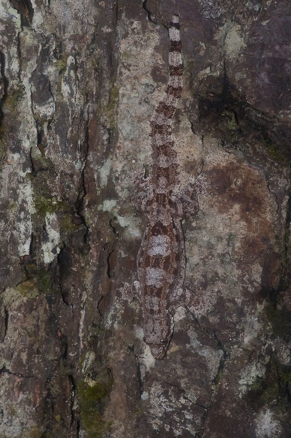 Frilled Gecko camouflaged on bark My friend Kurt spotted this gecko while I was photographing a different gecko species on a nearby tree. Not easy to spot! Cosymbotus craspedotus,Frilled Gecko,Geotagged,Malaysia,Winter