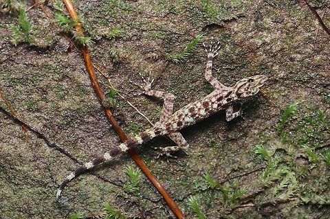 Kendall's Rock Gecko