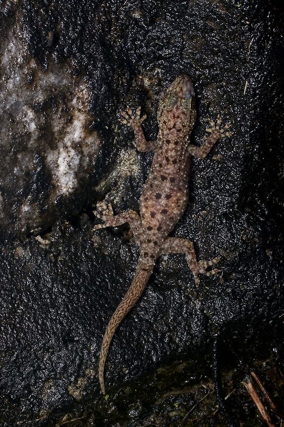 Spotted House Gecko (Gekko monarchus) with regenerated tail These geckos are one of the species of geckos easily found on human-built structures in SE Asia. I was happy to also see a few of them in the rainforest. Gekko monarchus,Geotagged,Malaysia,Winter